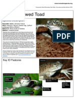 African Clawed Toad - ID Xenopus Laevis