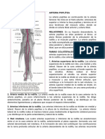 Resumen de La Arteria Poplitea