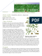 Cilantro guia.pdf