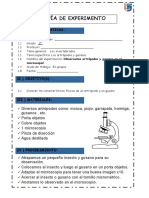 EXPERIMENTO ObserVando Insectos y Gusanos