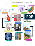 Niveles organización materia