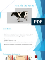 Ciclo Estral de Las Vacas