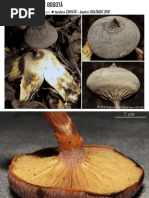 hongos Bogotá Humedales, páramos y cerros orientales