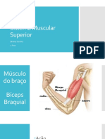 Introdução Ao Sistema Muscular Superior 7 Ano