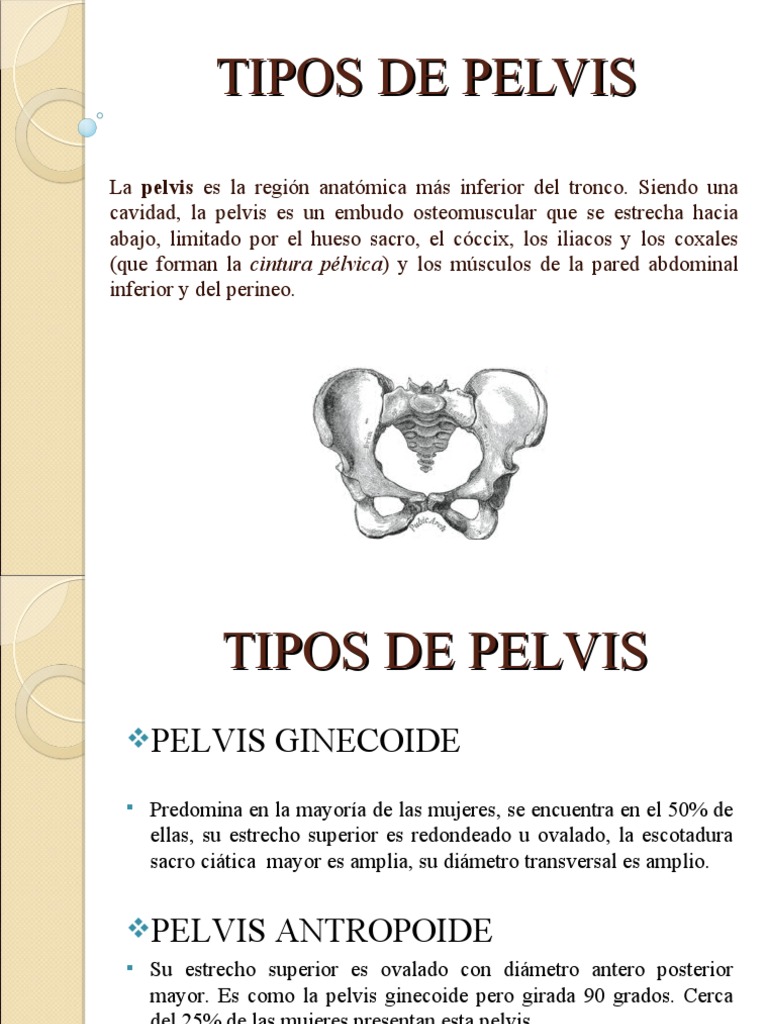 Tipos de Pelvis y sus Características | PDF | Pelvis | Anatomía humana