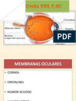 Seminario Anatomía Del Globo Ocular
