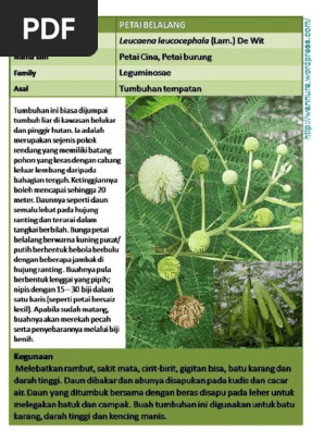 Petai Belalang PDF  PDF