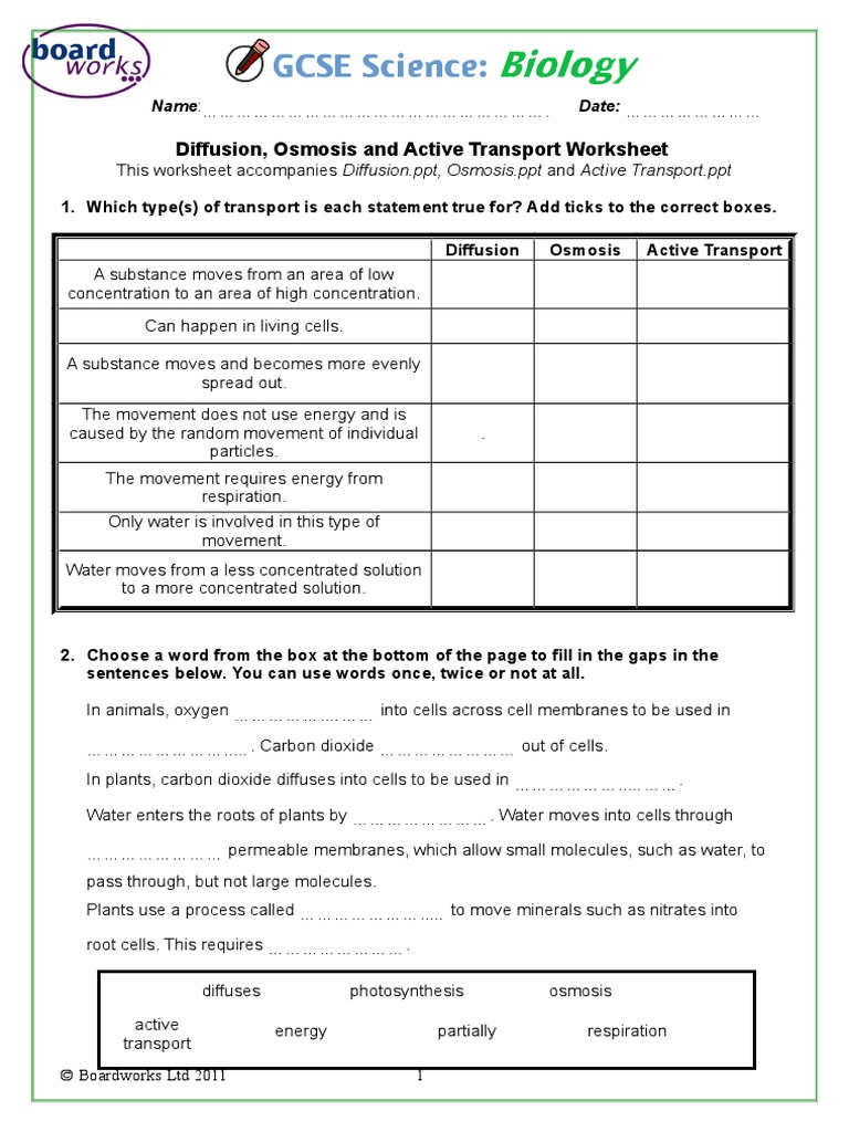 Diffusion Osmosis and Active Transport Worksheet | PDF | Osmosis | Diffusion