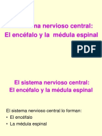 anatomia_sistema_nervioso.ppt