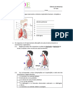 6.º Ano. Sistema Respiratório Humano e Peixes