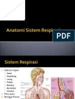 Sistem Respirasi