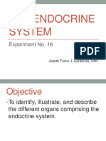 THE ENDOCRINE SYSTEM: IDENTIFYING KEY HORMONE-PRODUCING GLANDS