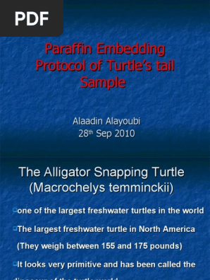 Alligator Snapping Turtle