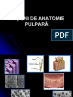 Anatomie Pulpara