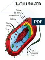 Las Celulas PDF