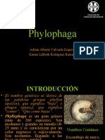 Phylophaga
