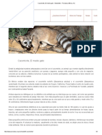 Cacomixtle, El Medio Gato - Newsletter - Pronatura México, AC