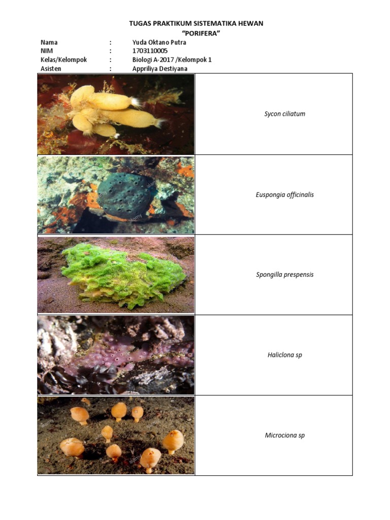 80+ Gambar Hewan Porifera Beserta Namanya HD Terbaik