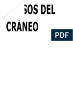 Huesos Del Cráneo