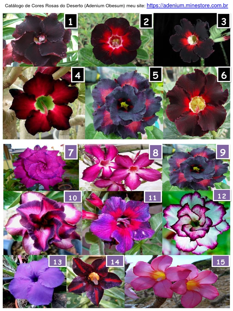 Catalogo de Cores Rosas Do Deserto | PDF