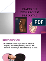 Etapas Del Desarrollo Pre Natal