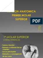 Teoría Primer Molar Superior