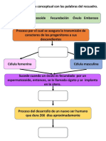 Fecundacion Mapa Conceptual