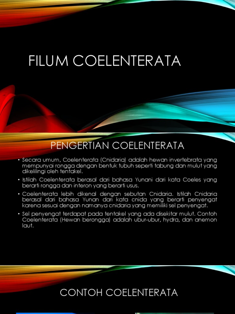 Filum Coelenterata