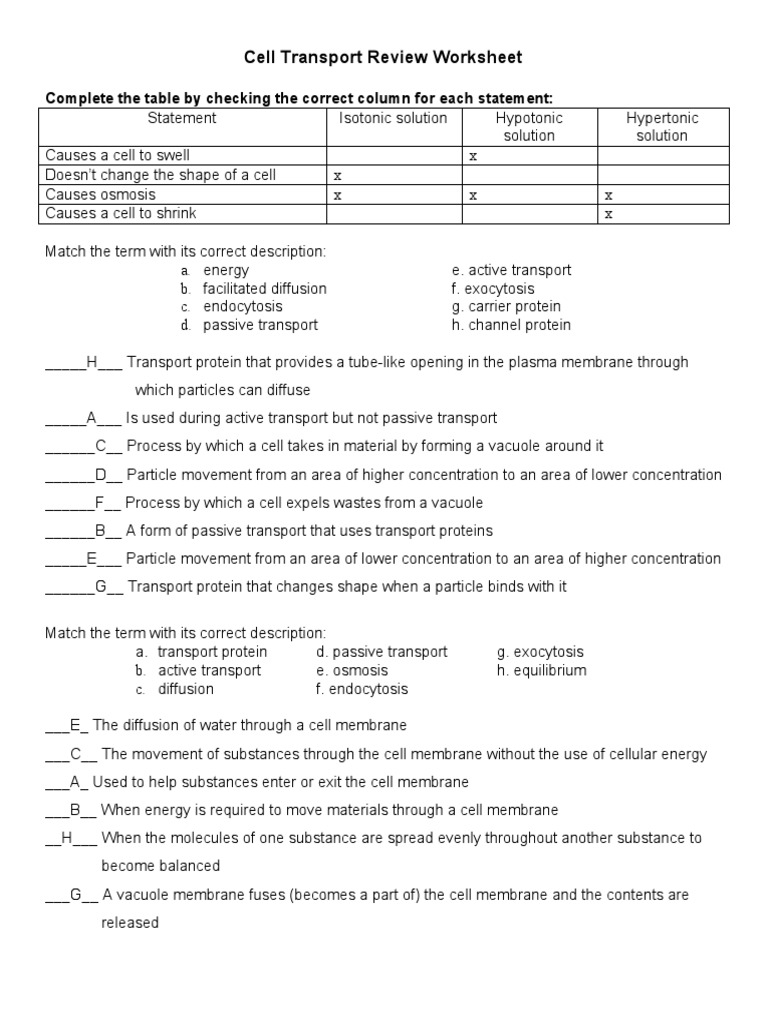 Cell Transport Review Worksheet  PDF  Osmosis  Cell Membrane Intended For Cell Transport Review Worksheet Answers
