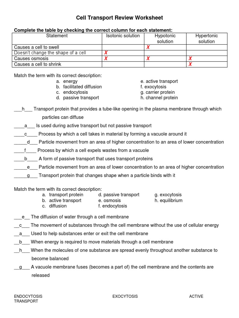 hypertonic solution causes cells to For Cell Transport Review Worksheet Answers