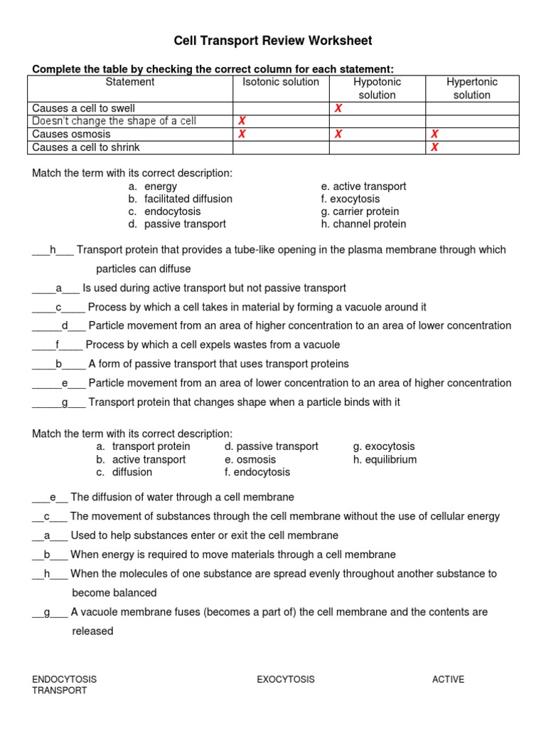 Cell Transport Review Worksheet PDF Osmosis Cell Membrane