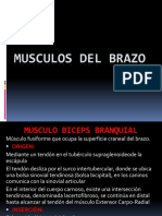 Musculos Del Brazo