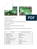 Colocasia gigantea.docx