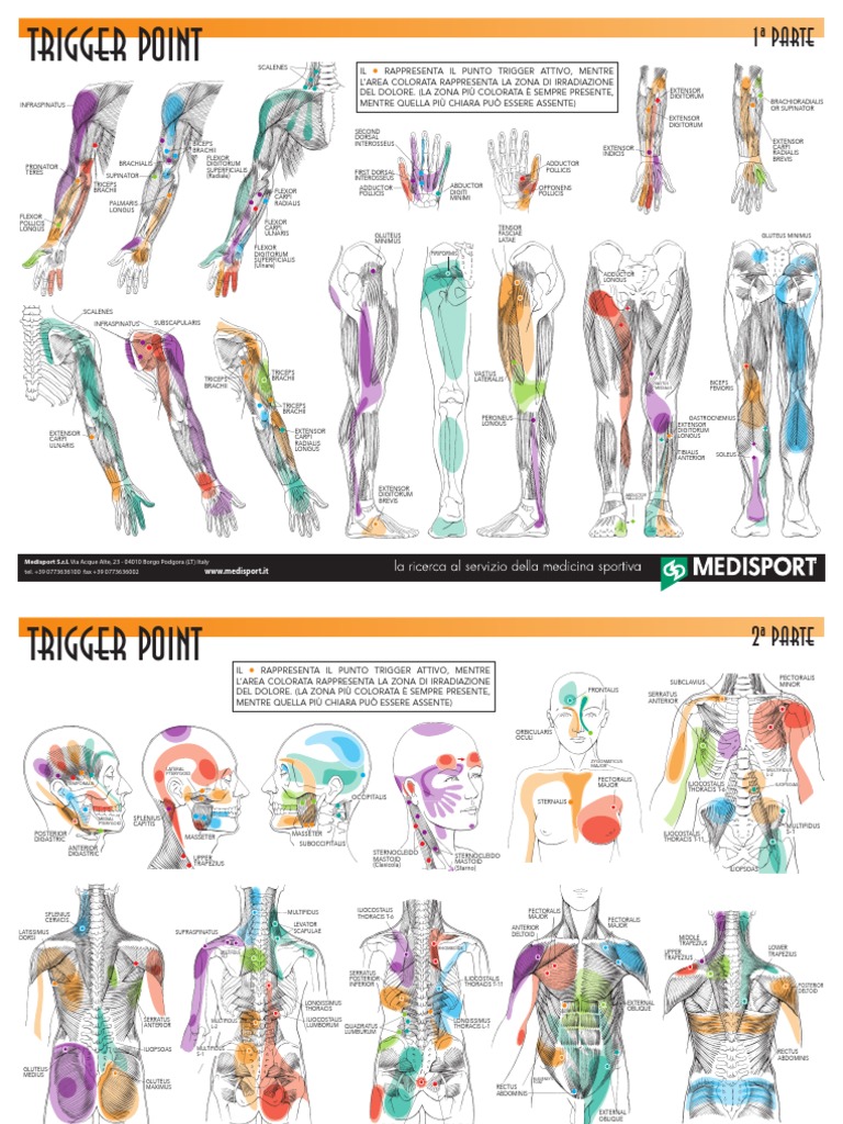 Poster-Trigger-Point - Sconosciuto PDF | PDF