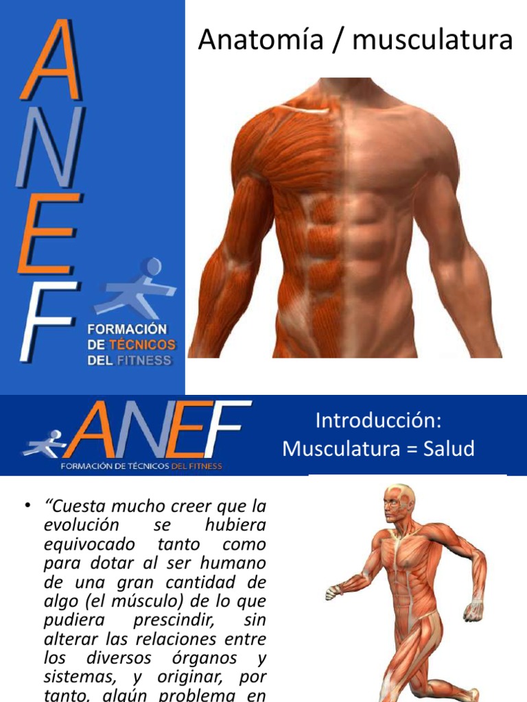 ANATOMIA Y MUSCULACION ANEF.pdf | Hombro | Codo | Prueba ...