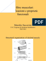 Le Fibre Muscolari: Classificazioni e Proprietà Funzionali: Marsilio Saccavini