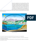 Cuerpo Del PPT Ciclo Del Carbono Mecanica de Funcionamiento