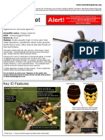 How to ID the Asian Hornet 