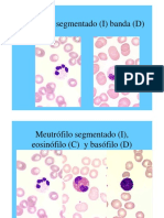 Microsoft PowerPoint - Atlas a Color de Hematologia [Modo de Compatibilidad]