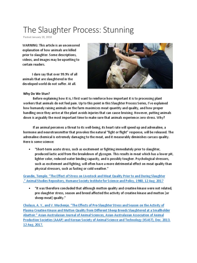 The Slaughter Process Stunning PDF Animal Slaughter Slaughterhouse