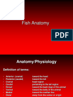 Lecture 4 Anatomy Review For Fish Disease