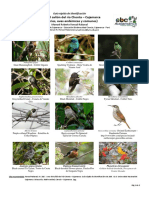 Guía de Aves Cañón de Sangal Cajamarca PDF