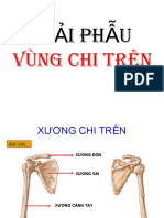 Xuong - Cơ Chi Trên