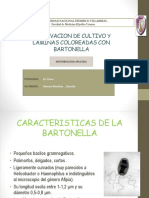 bartonella