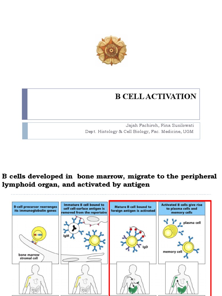 B Cell Activation and Immune Response | PDF | B Cell | T Cell