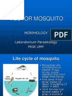 Praktikum Entomologi Nyamuk Vektor Summer School