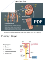 Anatomi, Fisiologi, Histologi Sistem Urinarius