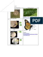 HASIL PENGMATAN TELUR DAN KUPU KUPUHHH.docx