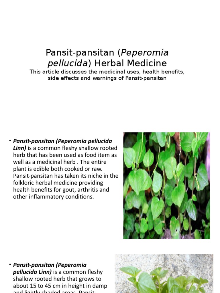 Pansitpansitan (Peperomia Pellucida) Herbal Medicine Medical