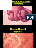 Patologia Estomago Veterinaria